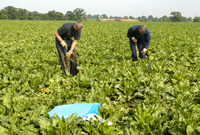 Hand harvesting image