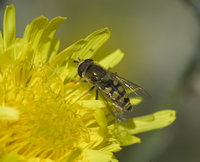 hover fly