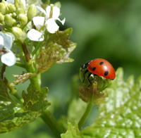 ladybird