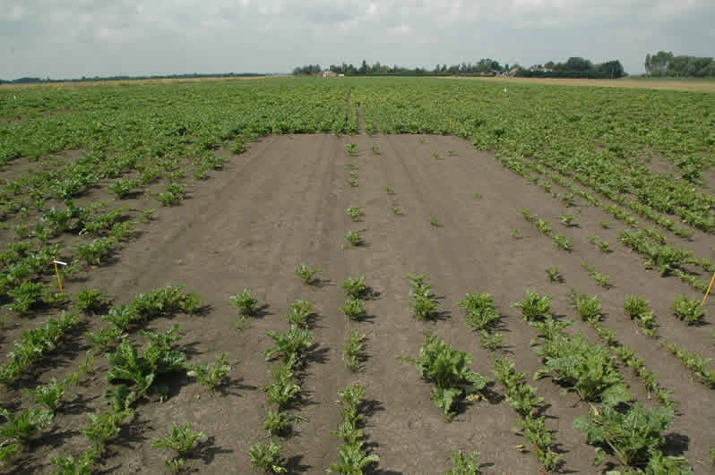 Crop Protection England