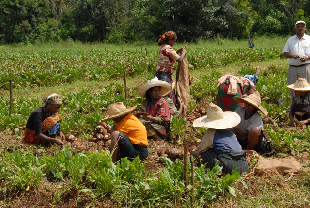 crop pesticide insect research trials