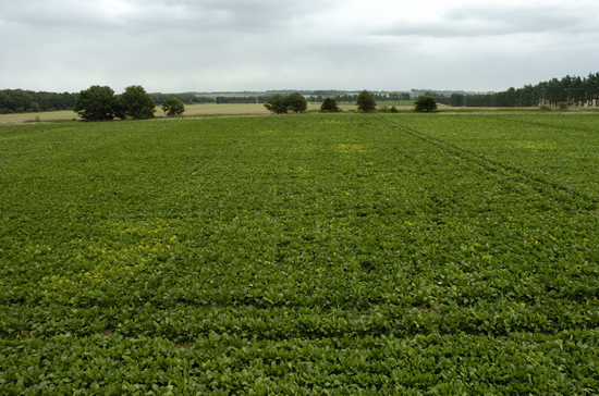 Crop trials chemical testing england