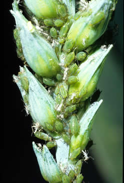 insecticide testing england